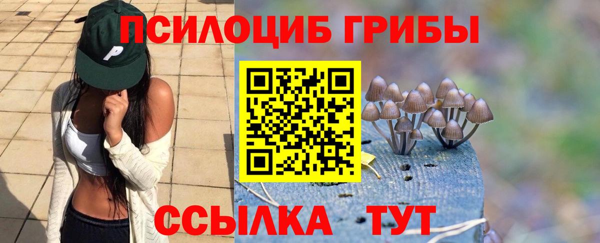 Псилоцибиновые грибы Psilocybine cubensis  Губкин  Псилоцибиновые грибы Cubensis 